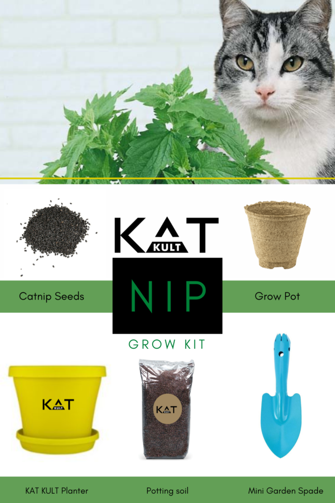 catnip-grow-kit