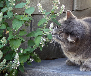 Gardening