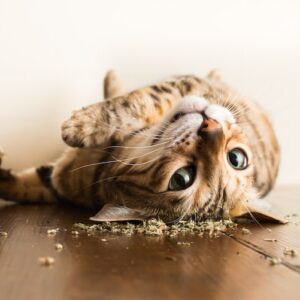 Catnip