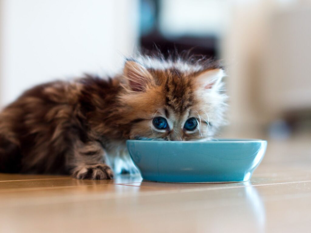 how to feed a kitten