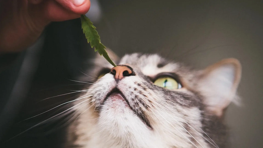 cbd oil for cats