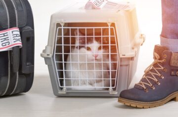 Cape Town Cat Transport 