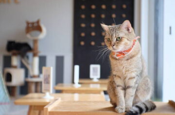 Cape Town Cat Cafés 