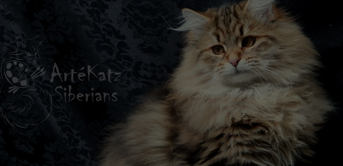 Artekatz Siberians