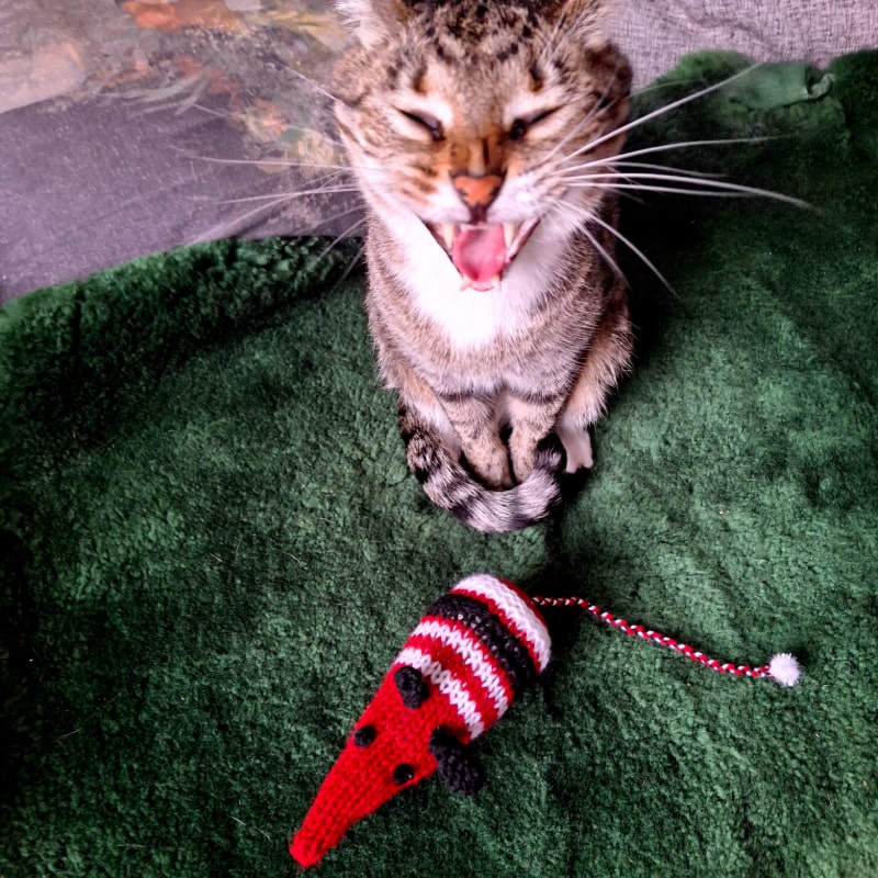 Rats For Cats - Image 4