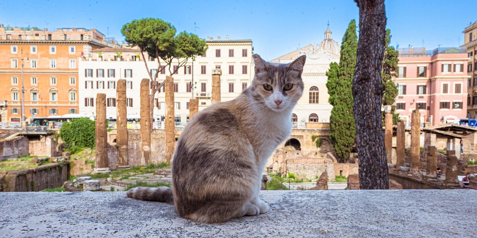 When In Rome: Visit The Cats Of Torre Argentina - Cats of Cape Town