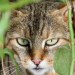 African Wildcat Project