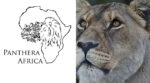 Panthera Africa Big Cat Sanctuary Panthera Africa Big Cat Sanctuary