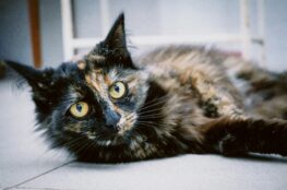 Tortoiseshell cat lying down on floor