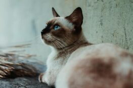brown and white siamese cat beside gray wall