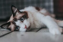short furred white and black cat