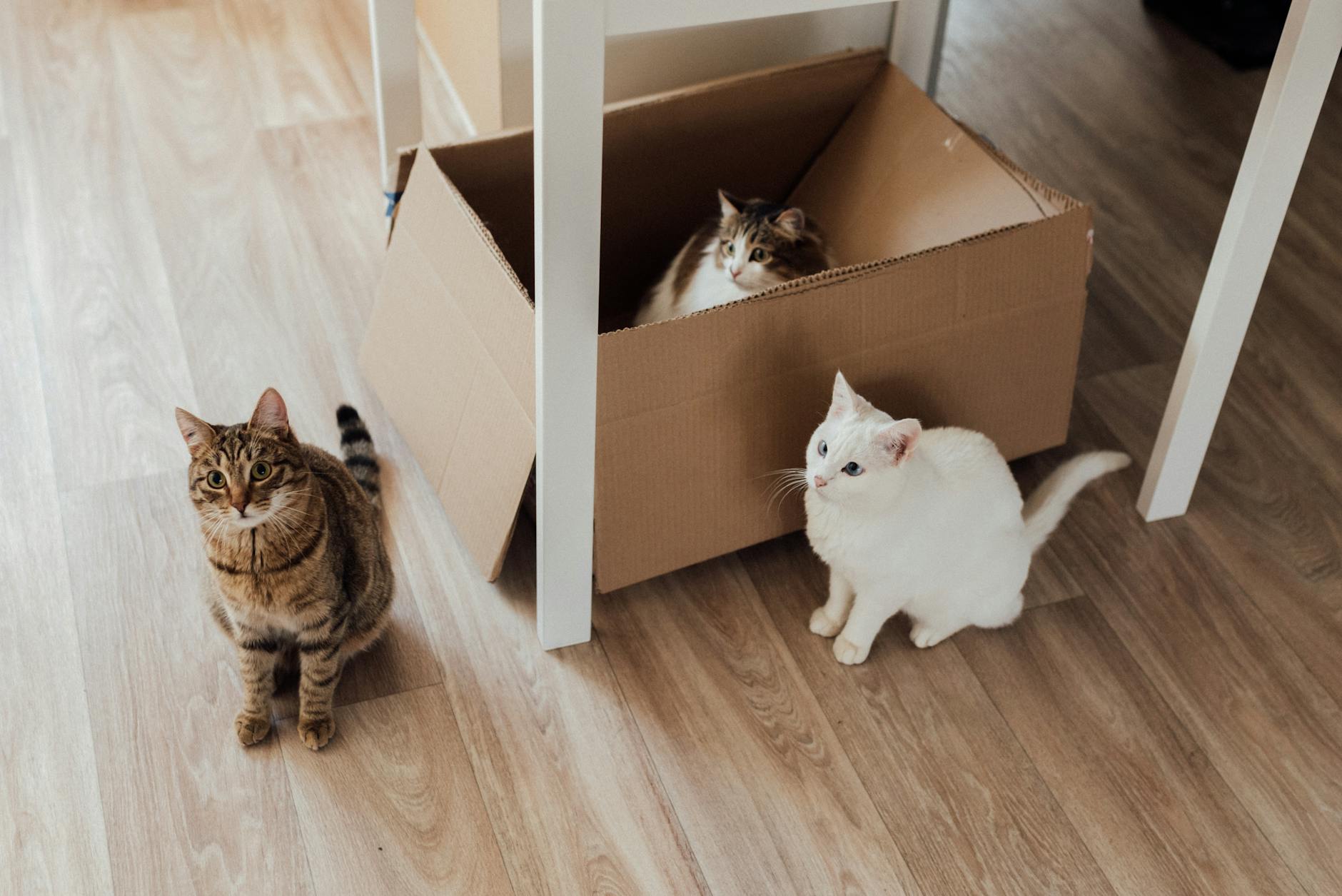 photo of a tabby cat near a cardboard box