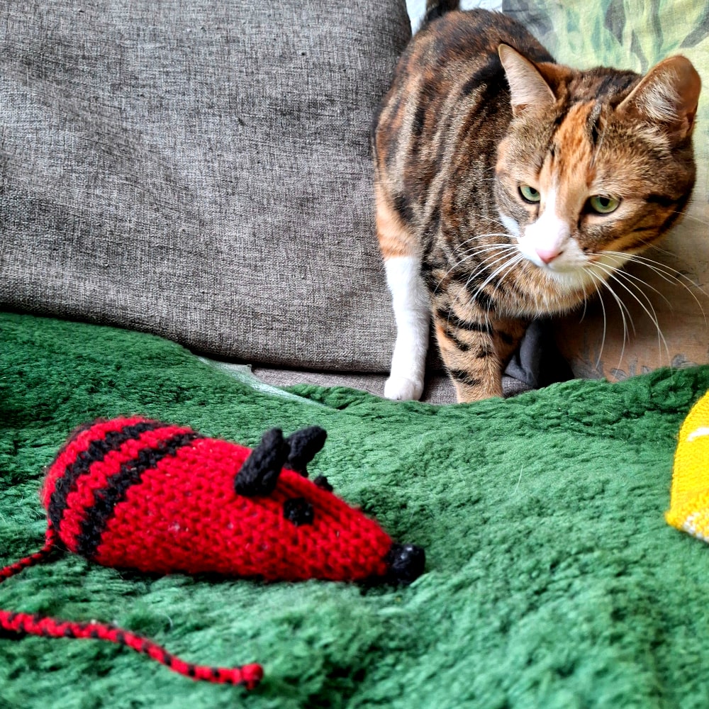 Rats For Cats - Image 6