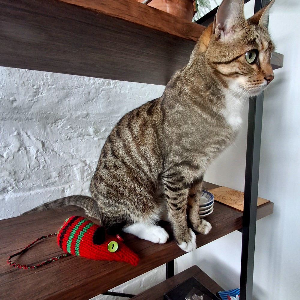 Rats For Cats - Image 3