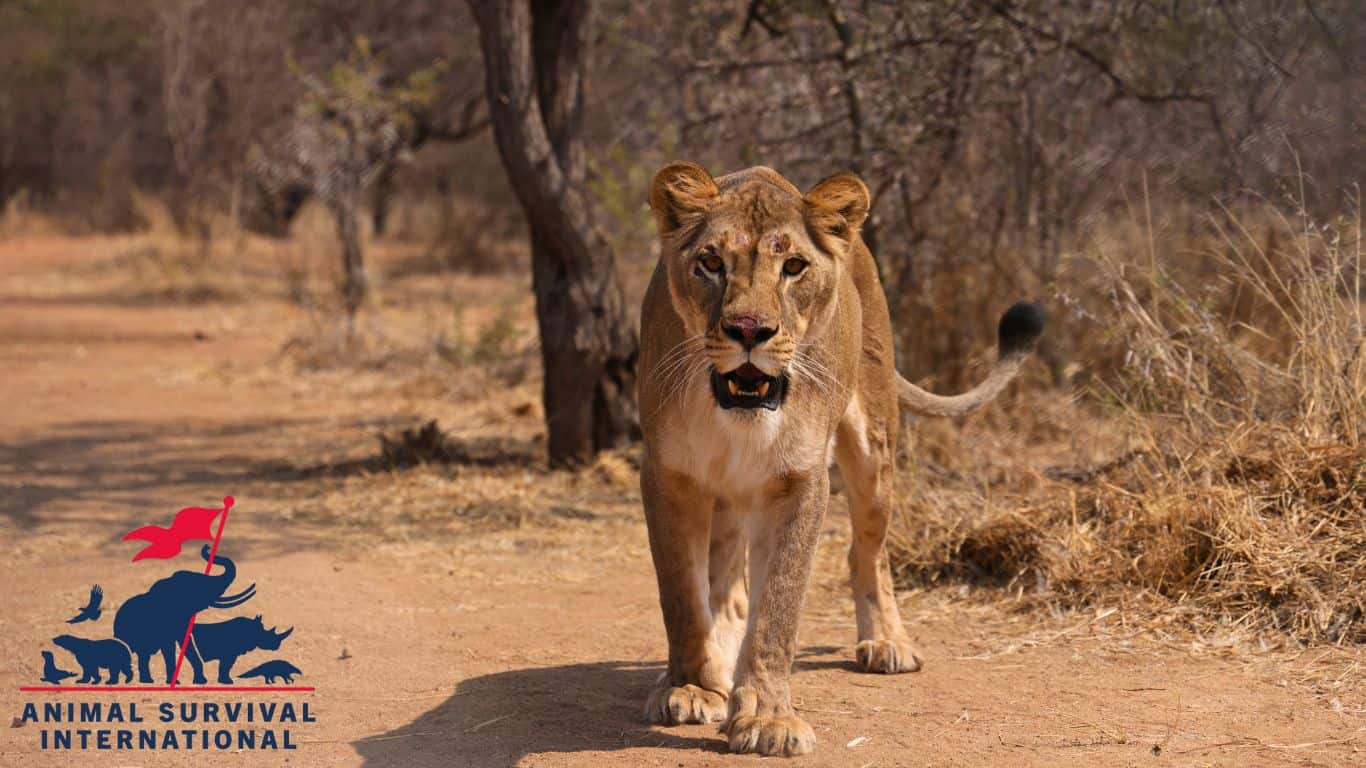 Majestic lioness walking on dry savanna, symbol of wildlife conservation and animal rescue.
