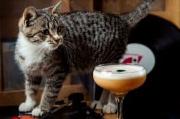 Cat and cocktail