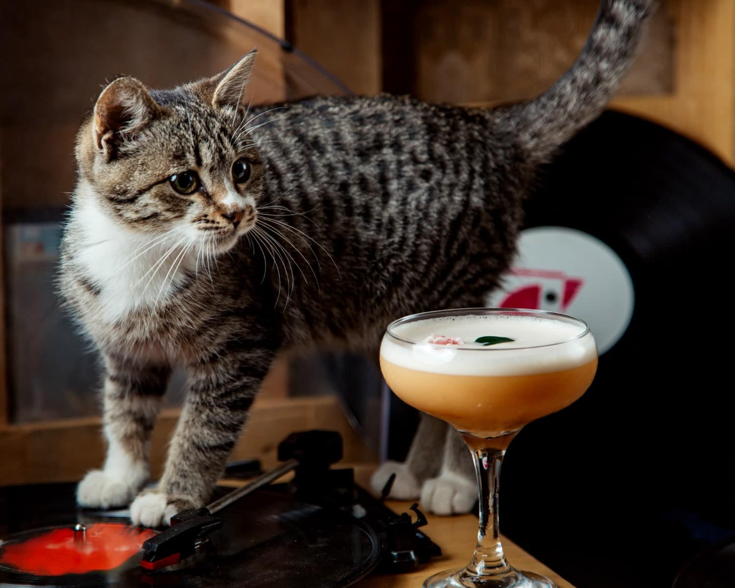 Cat and cocktail