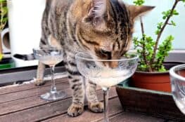 Playful stray tabby cat drinking from crystal glass on balcony with potted plants, showcasing Cape Town cats.
