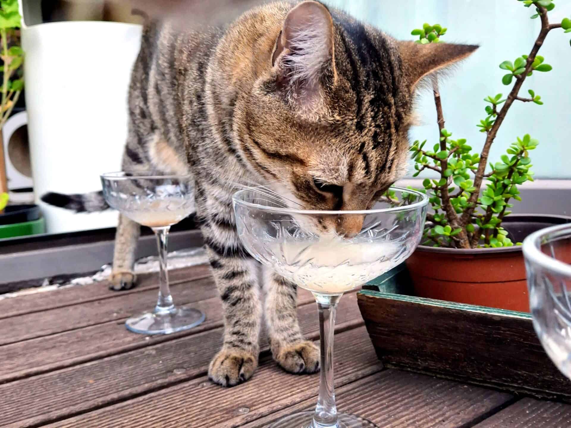 Playful stray tabby cat drinking from crystal glass on balcony with potted plants, showcasing Cape Town cats.