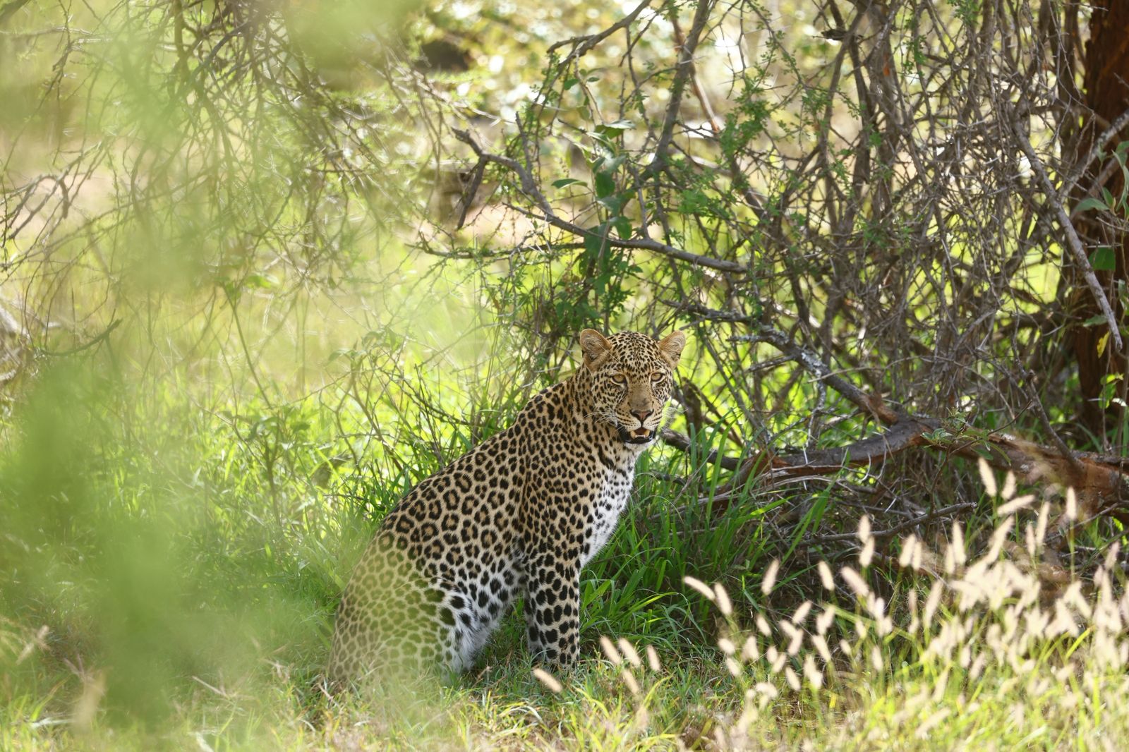 Leopard in Kenya